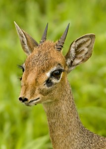 Dik-dik_Dennis